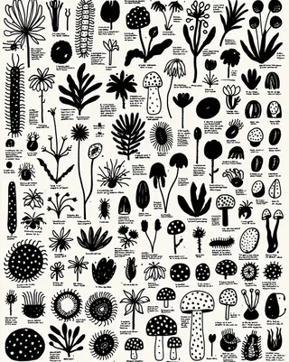 a precise botanical field guide plate of impossible carnivorous flowers, specimen annotations and cross-sections preview